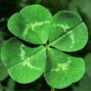 🍀 All Items 2 for $20 🍀